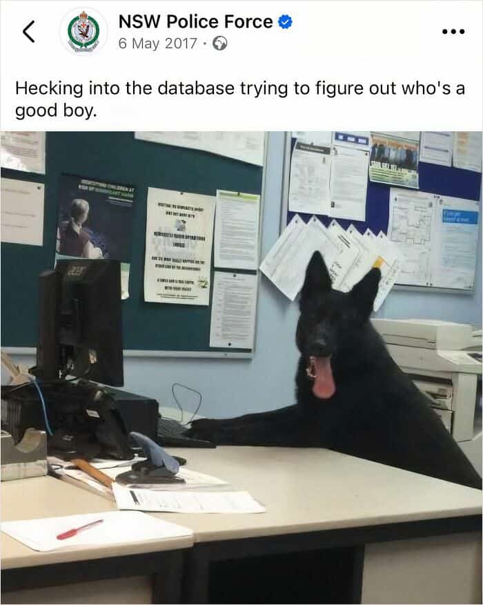 Black police dog sitting at a desk with a computer "hecking into the database."