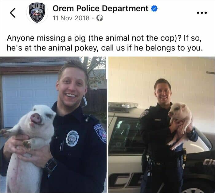 Orem Police Department officer holding a small pig and clarifying "the animal not the cop."