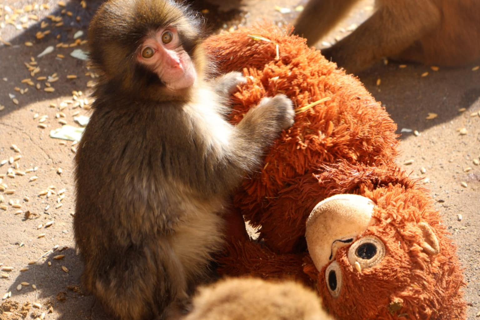 Punch The Monkey memes compilation: A collage featuring a fake GoFundMe campaign financing a hit on the bully macaques, a boy at a crossroads choosing between Pesto the penguin and baby Punch, and a cultural timeline hoping Punch will bring ten years of good fortune to counteract the curse of Harambe.