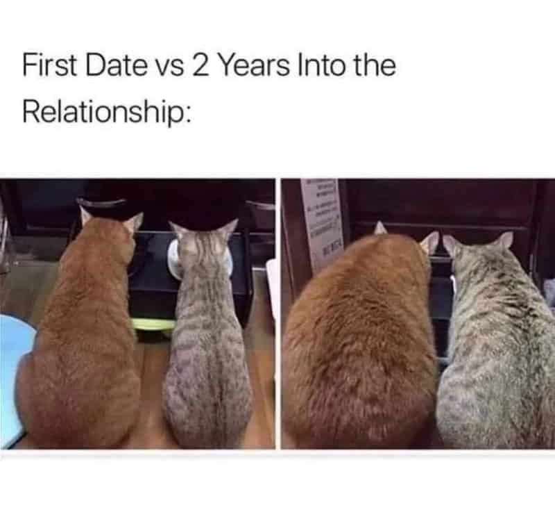 Side-by-side comparison of two cats at a food bowl showing weight gain after two years together.