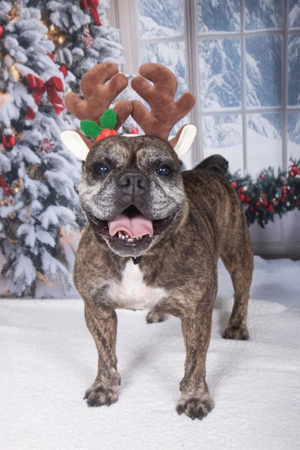 Senior French Bulldog mix wearing reindeer antlers for a festive senior dog photo.