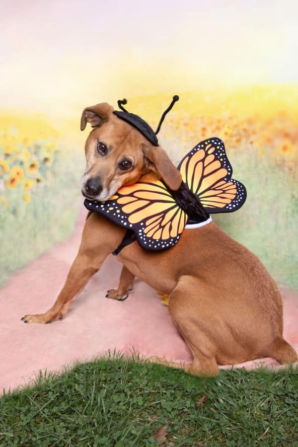 Brown senior dog wearing butterfly wings looking back senior dog photo.