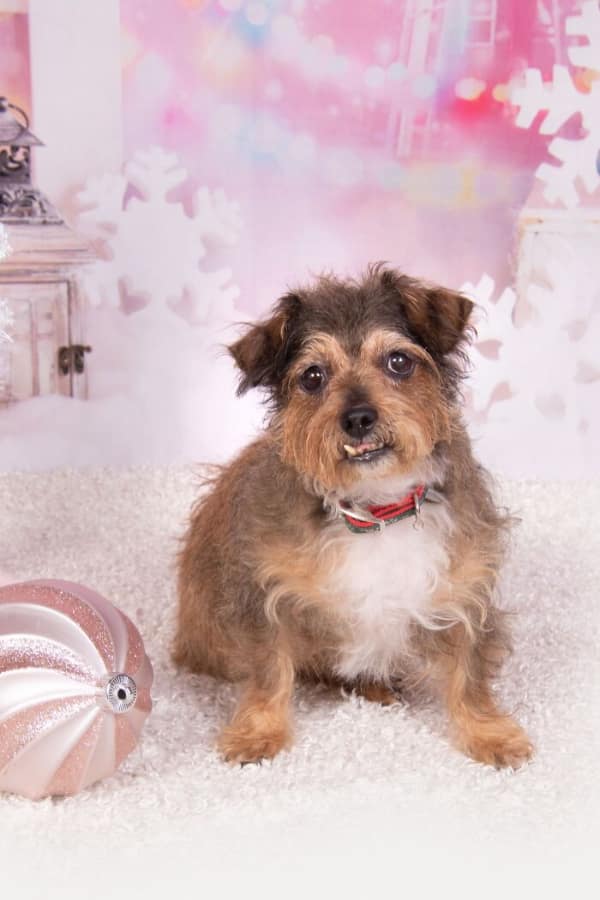 Scruffy terrier mix with a snaggletooth sitting next to an ornament senior dog photo.