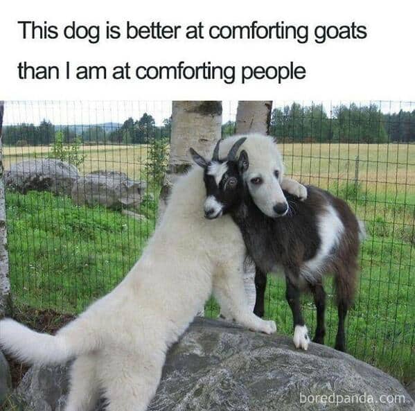 White dog gently hugging a black and white goat. A comforting animal picture showing cross-species friendship.
