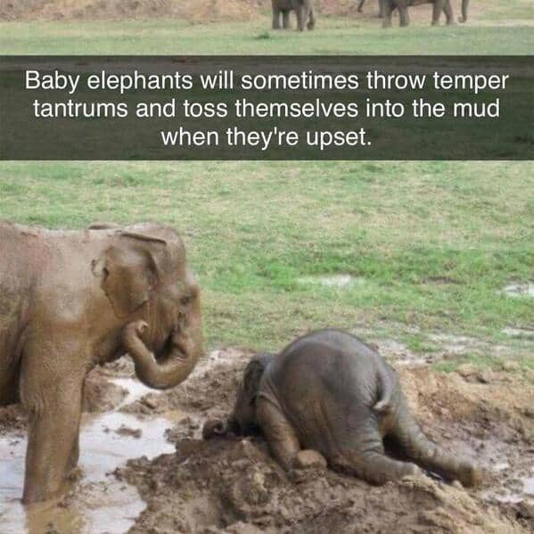 Baby elephant throwing a temper tantrum by face planting into the mud next to its mother. Adorable wildlife reaction.
