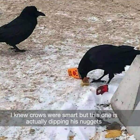Black crow in the snow actively dipping a chicken nugget into a fast food sauce container in this wholesome animal meme.