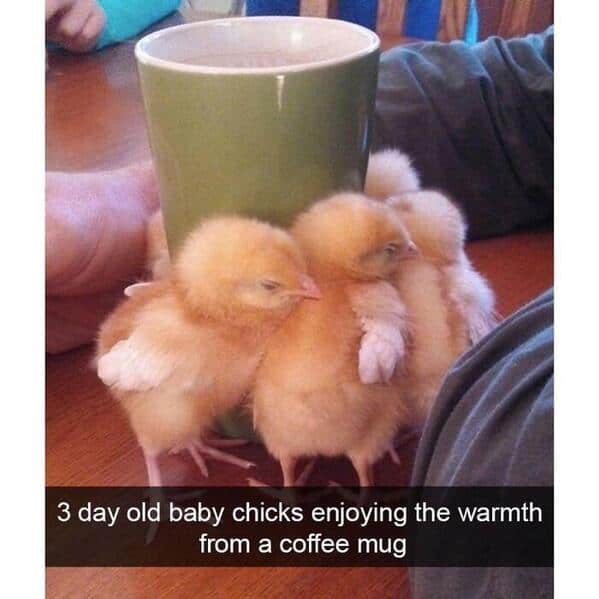 Tiny baby yellow chicks huddling together against a green coffee mug to steal its warmth. Cute pet picture.