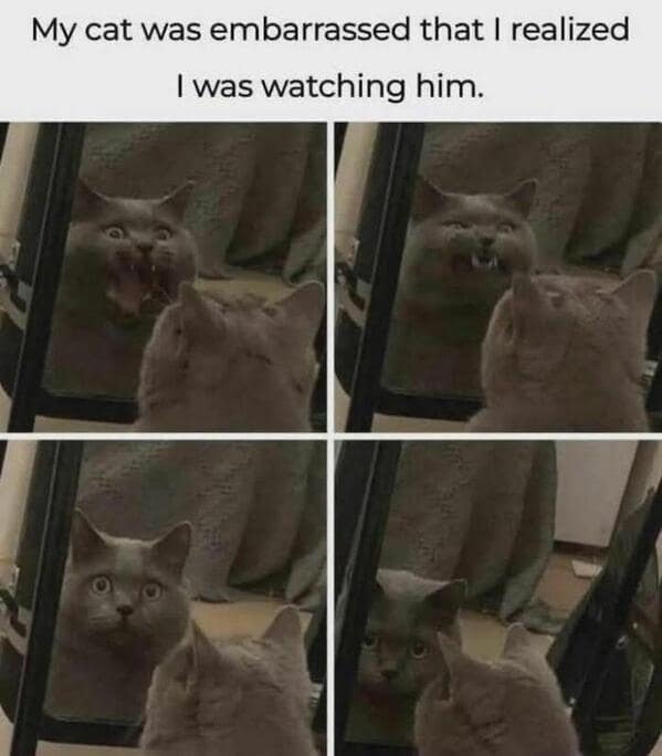 Grey cat caught making a funny face in a mirror looking embarrassed. Relatable pet reaction in this wholesome animal meme.