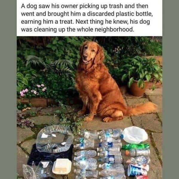 Proud Golden Retriever sitting next to a huge pile of plastic bottles and trash it cleaned up from the neighborhood.