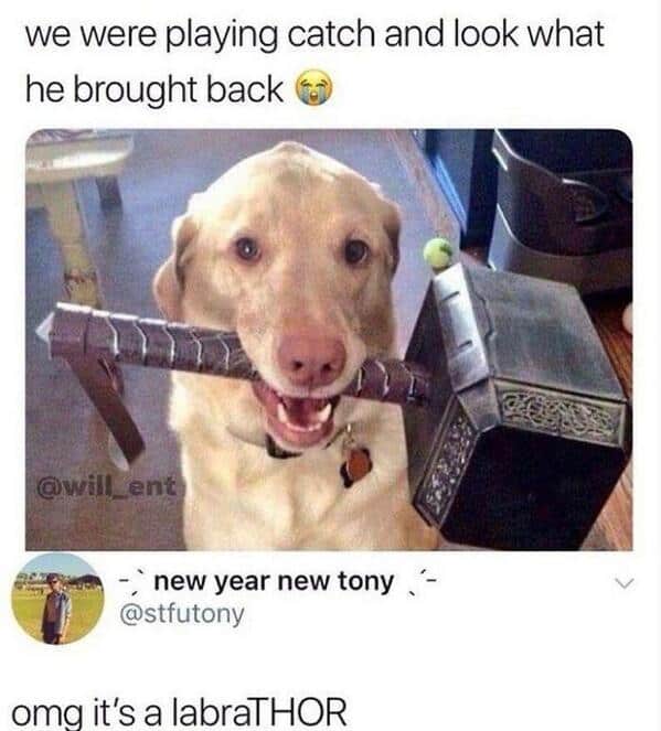 Happy yellow Labrador retriever holding a toy Thor hammer in its mouth. Clever pun calling the dog a labraTHOR.