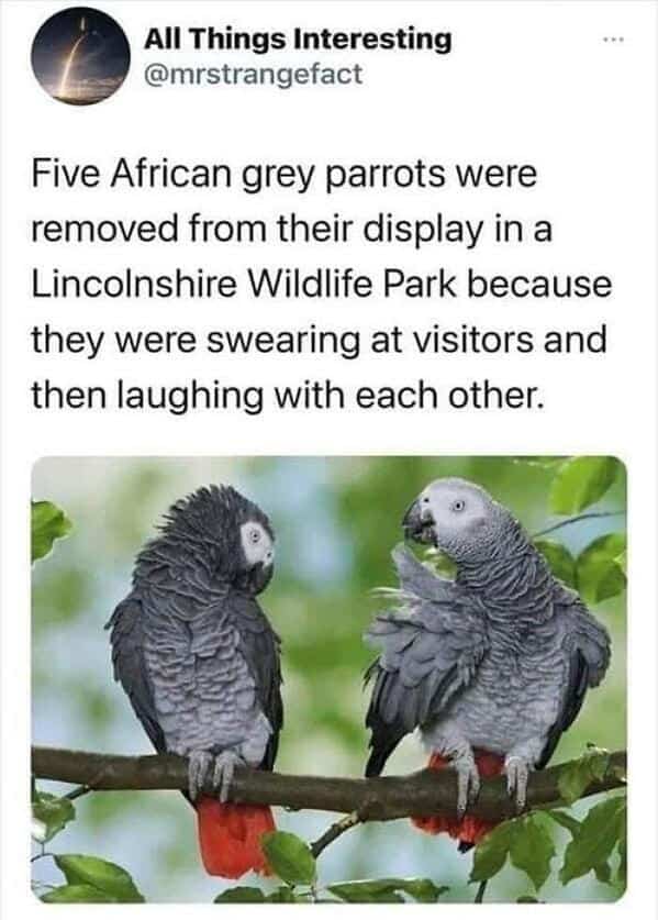 Two African grey parrots on a branch. Funny news story about birds getting removed from a zoo for swearing at visitors.