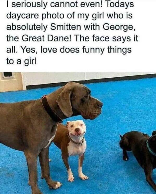 Small dog smiling up with pure admiration at a massive Great Dane at daycare in these wholesome animal memes.
