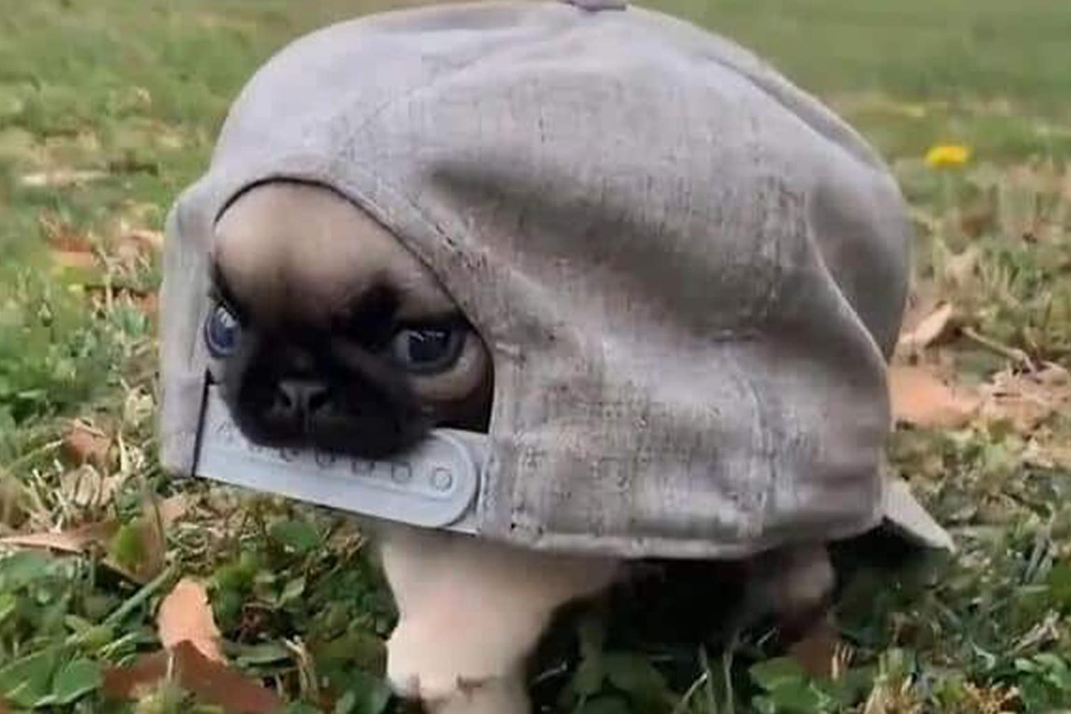 Wholesome animal meme compilation: A collage featuring a Golden Retriever cleaning up plastic bottles, a raccoon happily playing with a stuffed toy, and a rescued blind owl with starry galaxy eyes.