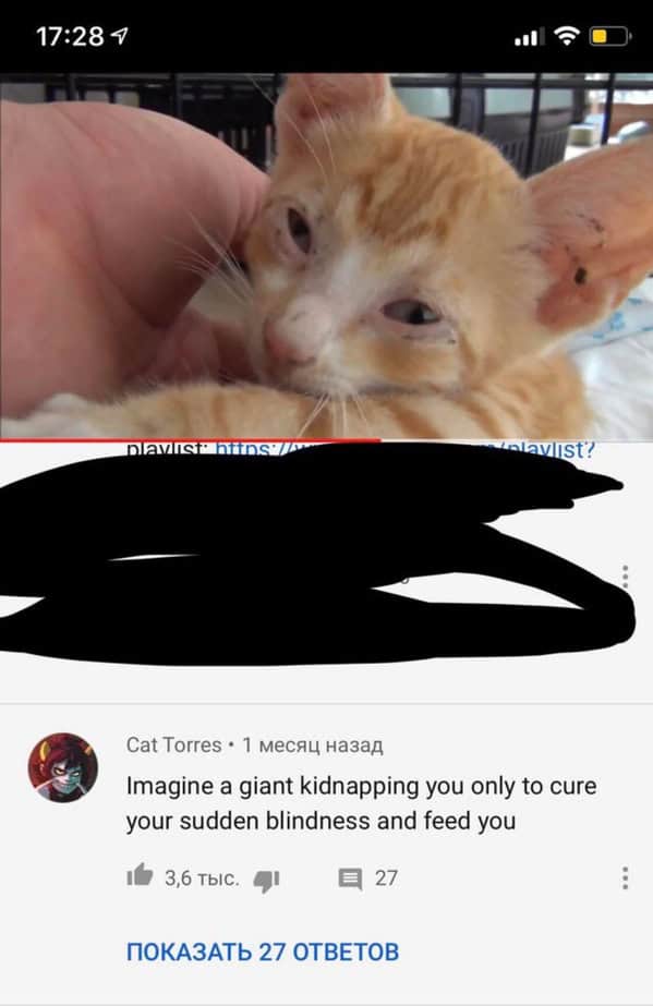 A wholesome moment comment pointing out that from a rescued kitten's perspective, humans are benevolent giants who kidnap them to heal their blindness.