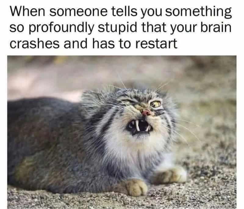 Pallas's cat with a hilarious distorted facial expression representing a brain crash from hearing stupidity.