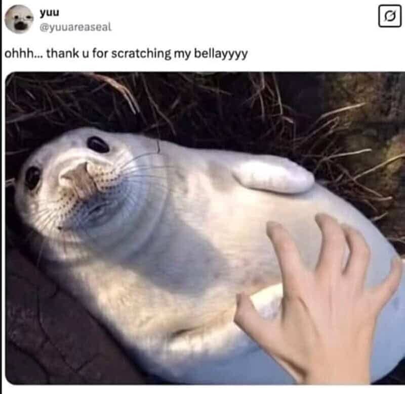 Round, happy seal pup lying on its back enjoying a belly scratch from a human hand.