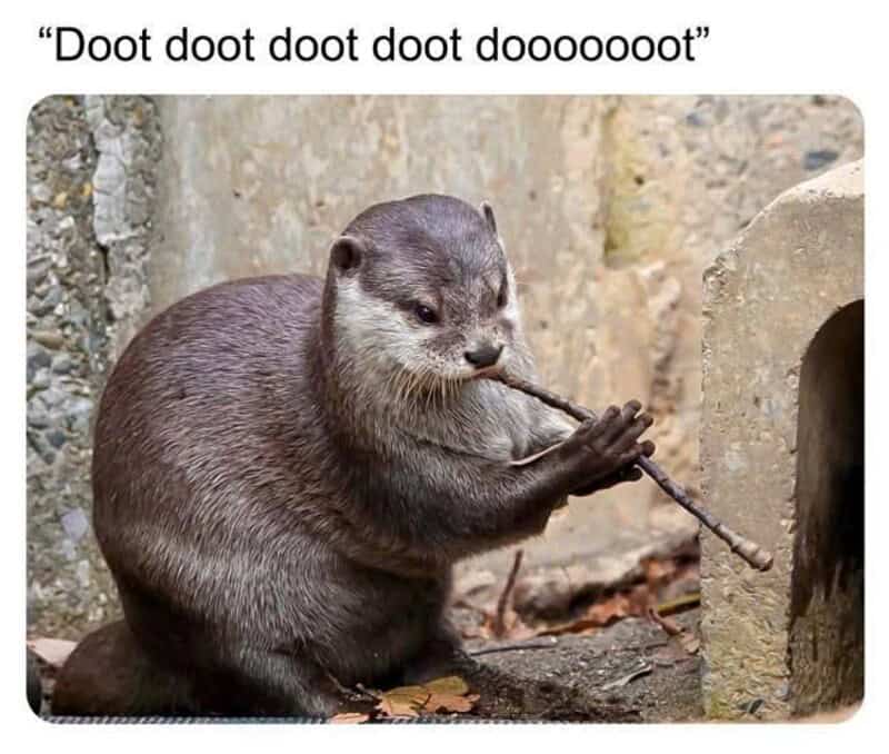 Focused otter holding a small stick like a flute, accompanied by the caption doot doot.