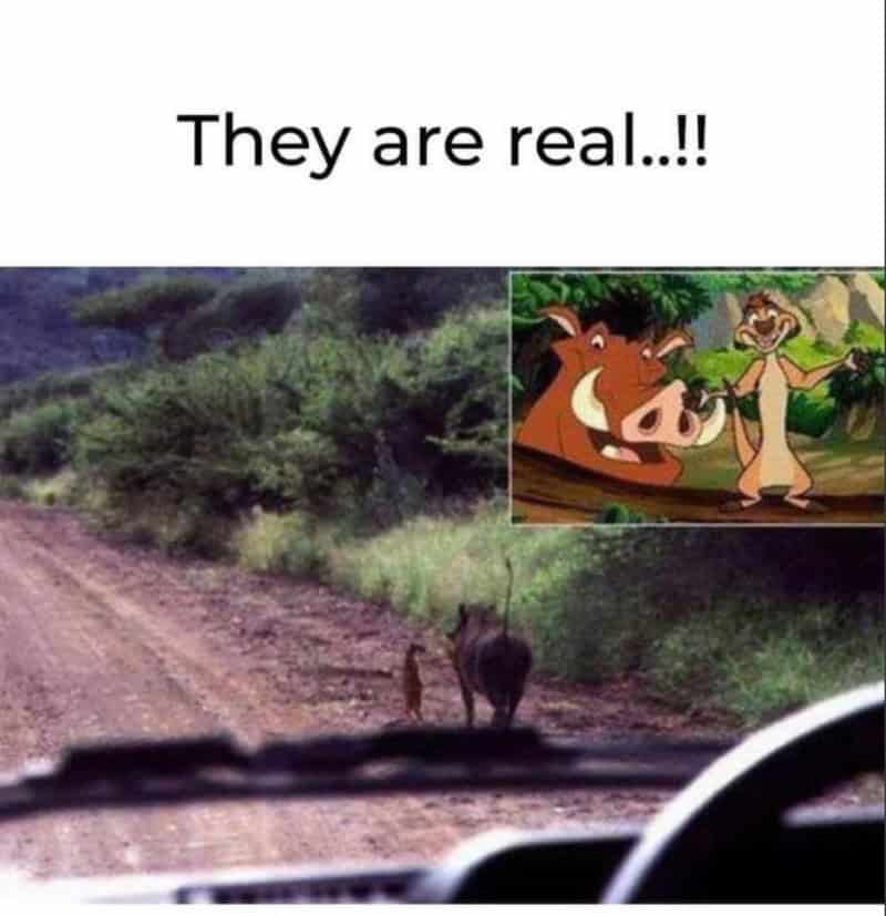 Real-life warthog and meerkat walking together on a dirt road, mirroring Timon and Pumbaa.