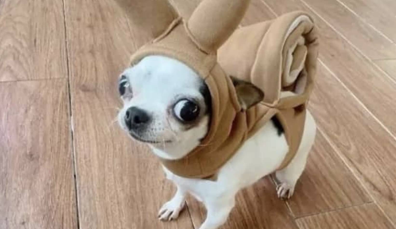 Small white chihuahua with wide eyes wearing a tan snail shell costume on a wooden floor.