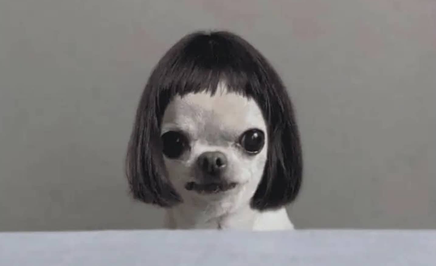 A small white chihuahua dog wearing a short black wig with bangs, looking directly at the camera.