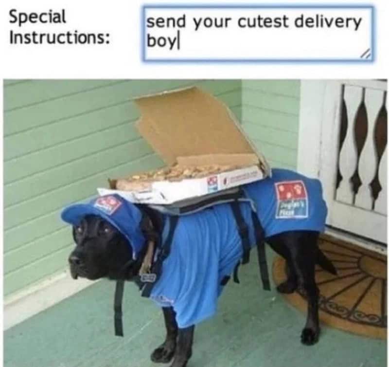 Fulfilling a special request for the "cutest delivery boy" results in this funny animal picture of a black lab wearing a blue uniform while carrying a Domino's pizza on his back