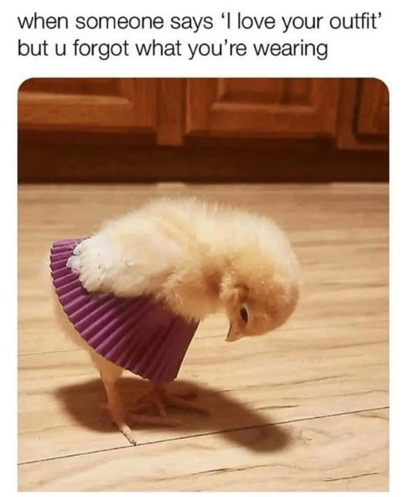Accidental high fashion defines this adorable animal meme, featuring a baby chick looking confused while wearing a purple cupcake liner as a tiny skirt.