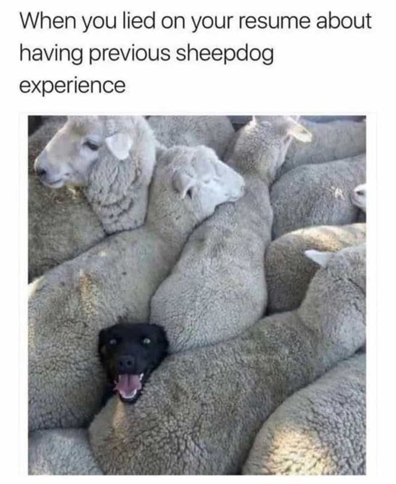 The ultimate visual for imposter syndrome shows a happy black dog trying to blend into a dense flock of woolly sheep in this resume-focused funny animal picture