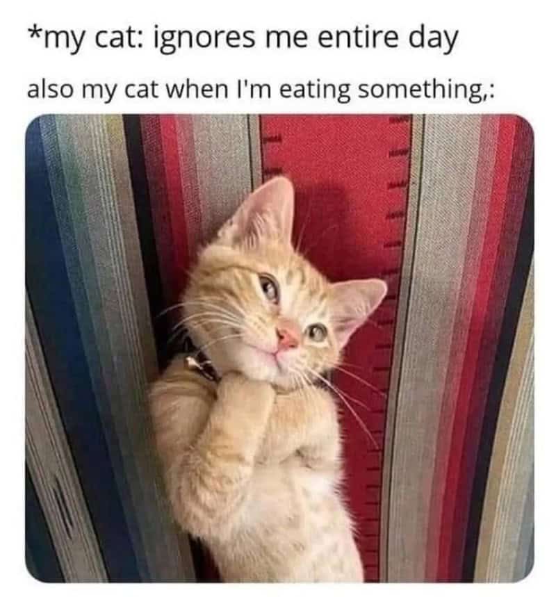 The manipulative politeness of a cat waiting for a snack is captured in this animal meme, where a ginger kitten looks incredibly attentive only when food is present.