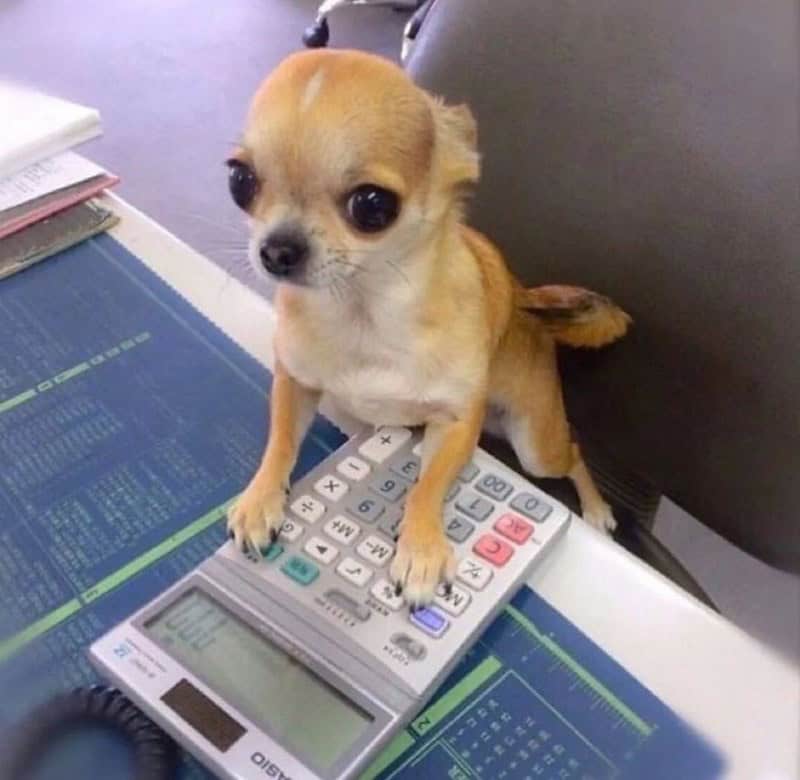 A tiny chihuahua assumes the role of an overworked financial advisor in this funny animal picture, standing on a large desk calculator with a very serious, staring expression.