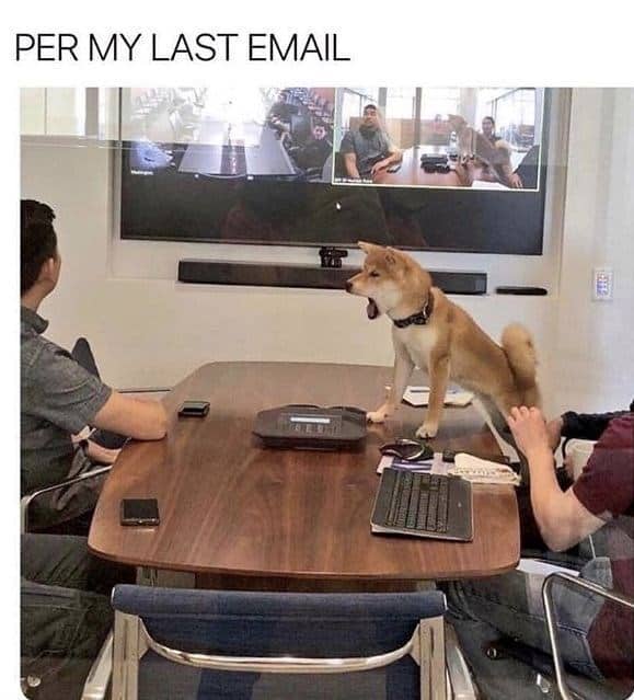 The chaotic energy of office politics defines this funny animal picture, showing a Shiba Inu standing on a conference room table and "yelling" during a professional meeting.