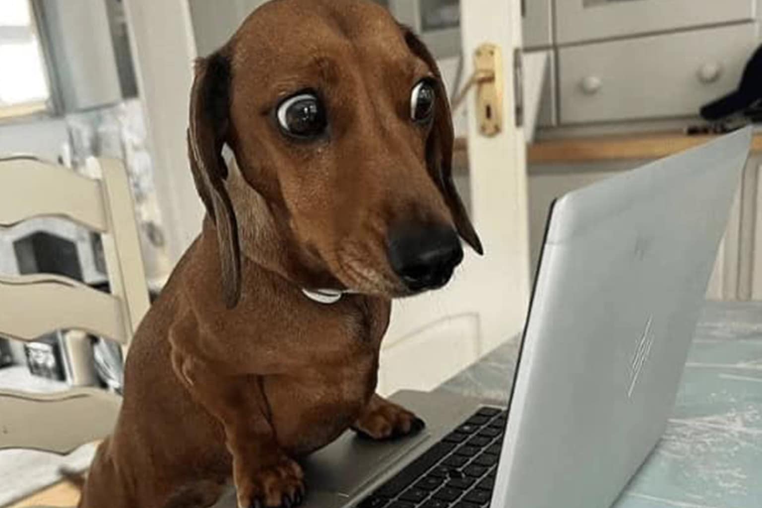 An unhinged gallery of animal memes highlights featuring a dog running a pet shop for free, a chick in a cupcake liner skirt, and a black cat hitching a ride on a swimming goose.