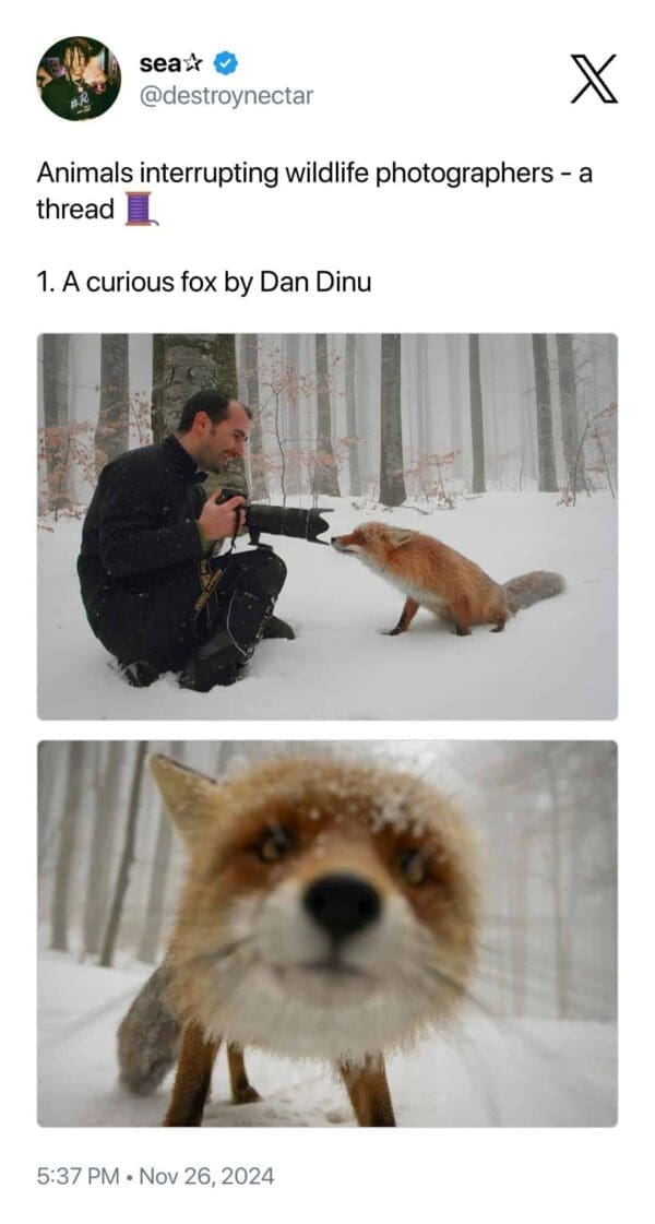 An endearing instance of animals interrupting wildlife photographers where a curious red fox in a snowy forest walks right up to Dan Dinu’s camera. A second, lower-angle shot shows the fox’s face in an extreme, out-of-focus close-up as it sniffs the lens.