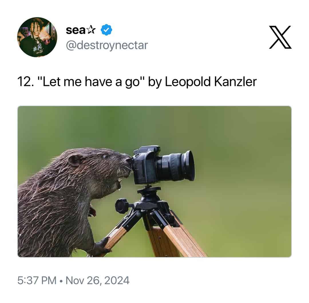 funny example of animals interrupting wildlife photographers titled "Let me have a go" by Leopold Kanzler. A beaver stands on its hind legs behind a professional camera mounted on a wooden tripod, pressing its nose against the viewfinder as if lining up its own shot.