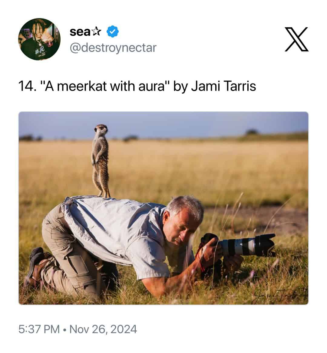 humorous animal photobomb titled "A meerkat with aura" by Jami Tarris, featuring a meerkat standing tall and proud on the lower back of a photographer who is lying flat in the grass to get a shot.