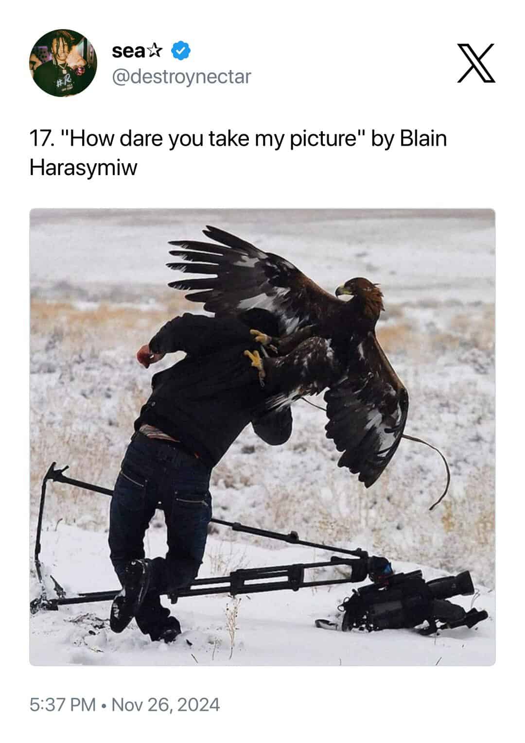 A dramatic and intense moment of animals interrupting wildlife photographers titled "How dare you take my picture," showing a massive golden eagle landing directly on a photographer’s back and shoulders in a snowy field.