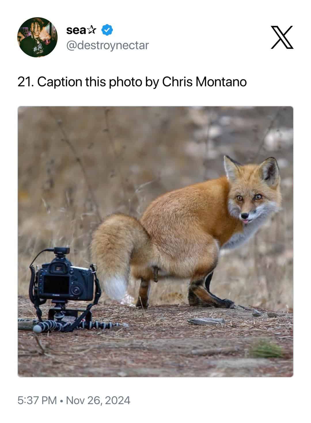A hilarious and unceremonious interruption captured by Chris Montano, showing a red fox looking over its shoulder while defecating directly in front of an expensive DSLR and tripod setup.