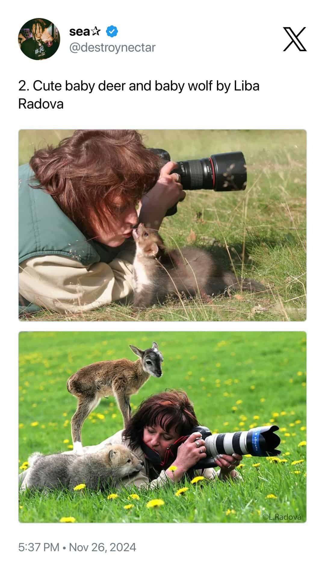 heartwarming animal photobomb by Liba Radova featuring a baby wolf pup and a baby deer. One photo shows a pup reaching up to "kiss" the photographer on the nose, while the other shows the deer standing directly on top of the photographer’s back while she lies in the grass.