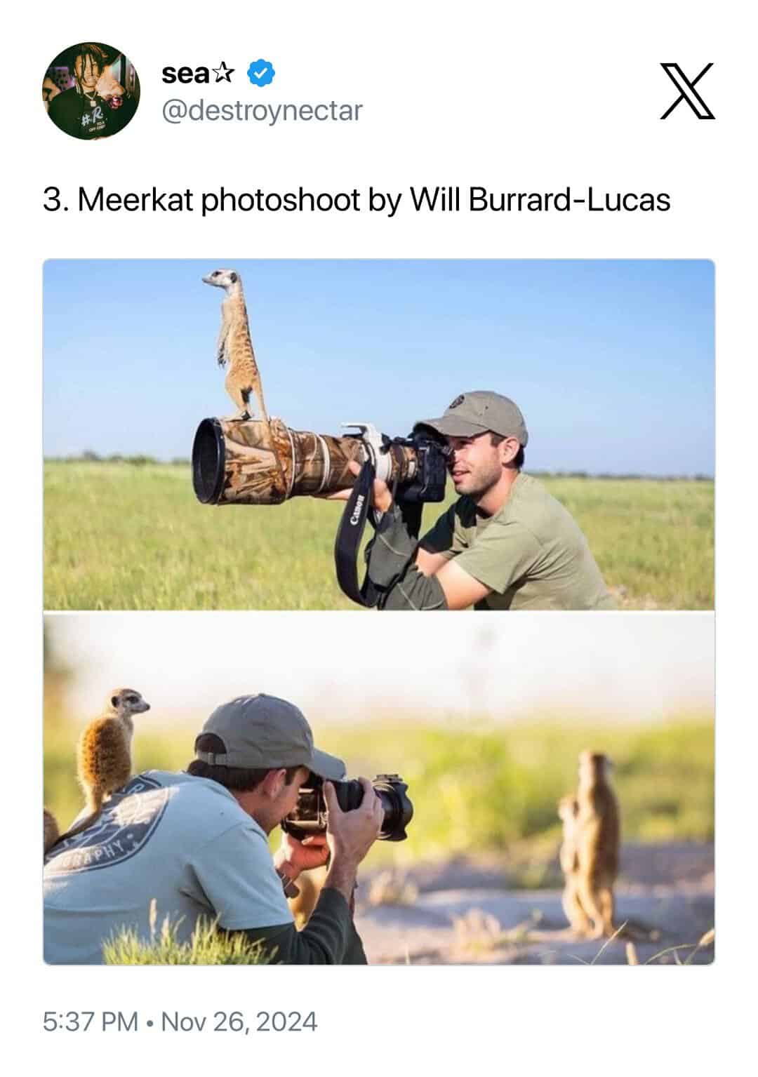 A classic example of animals interrupting wildlife photographers during a Meerkat photoshoot by Will Burrard-Lucas. One shot shows a meerkat using the photographer’s massive telephoto lens as a high-vantage lookout post, while another shows a meerkat perched directly on his shoulder.