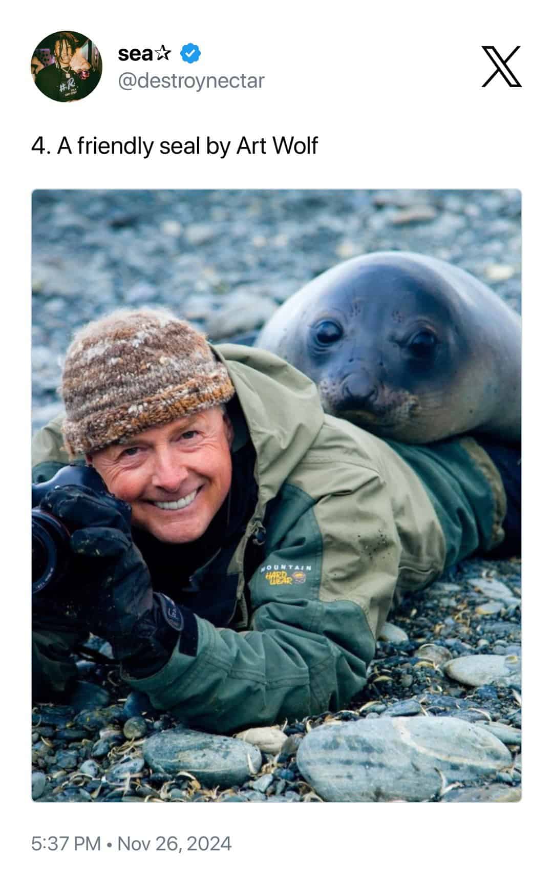 A delightful animal photobomb by Art Wolf featuring a friendly elephant seal. The massive, wide-eyed seal has crawled directly onto the photographer’s back while he is lying on a pebble beach, leaving him with a wide, surprised grin.