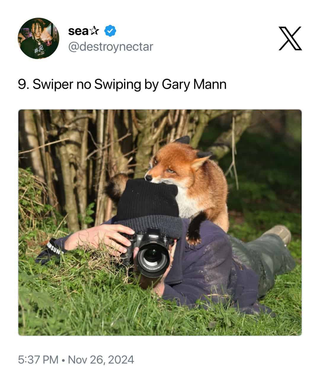 humorous animal photobomb titled "Swiper no Swiping" by Gary Mann. A red fox is perched on the back of a camouflaged photographer who is lying in the grass; the fox has its mouth wide open, playfully biting the photographer's black knit beanie.