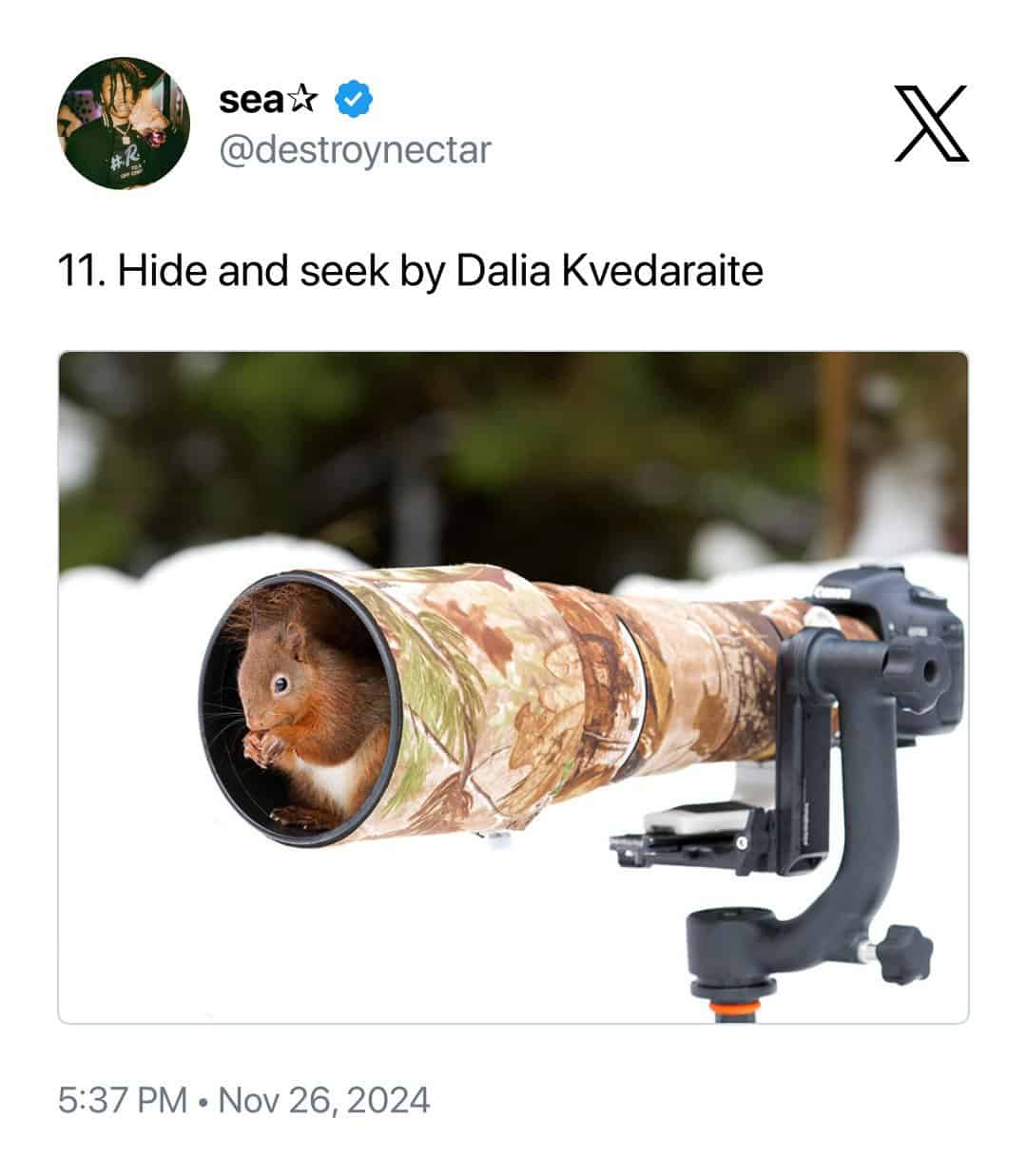adorable animal photobomb titled "Hide and Seek" by Dalia Kvedaraite. A tiny red squirrel has crawled completely inside the lens hood of a massive, camouflaged telephoto lens, peering out curiously while clutching its paws.