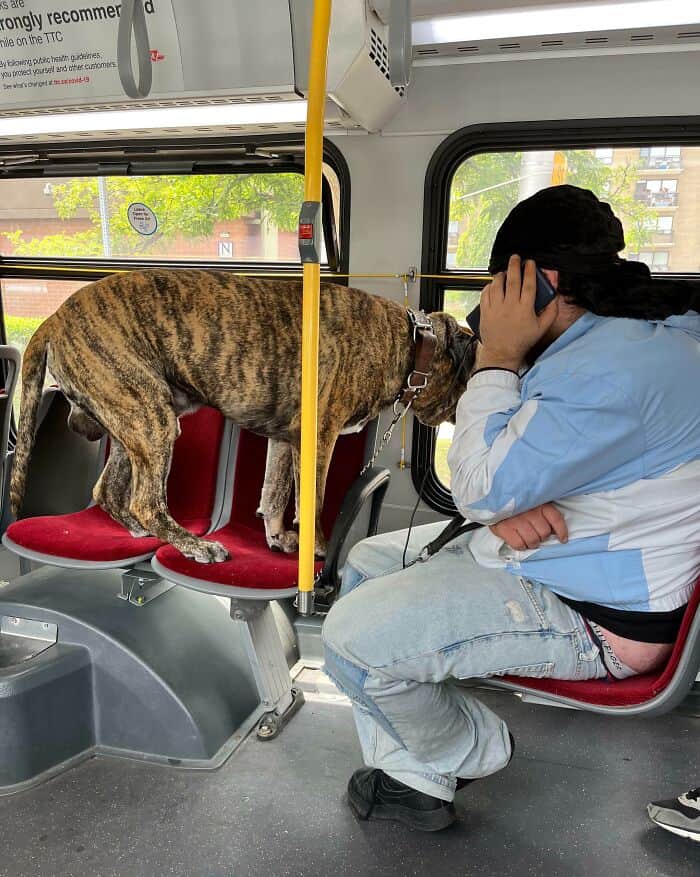 A massive brindle dog stands across multiple bus seats while the owner ignores the rules on a phone call, illustrating the entitlement often seen in annoying people on public transit.
