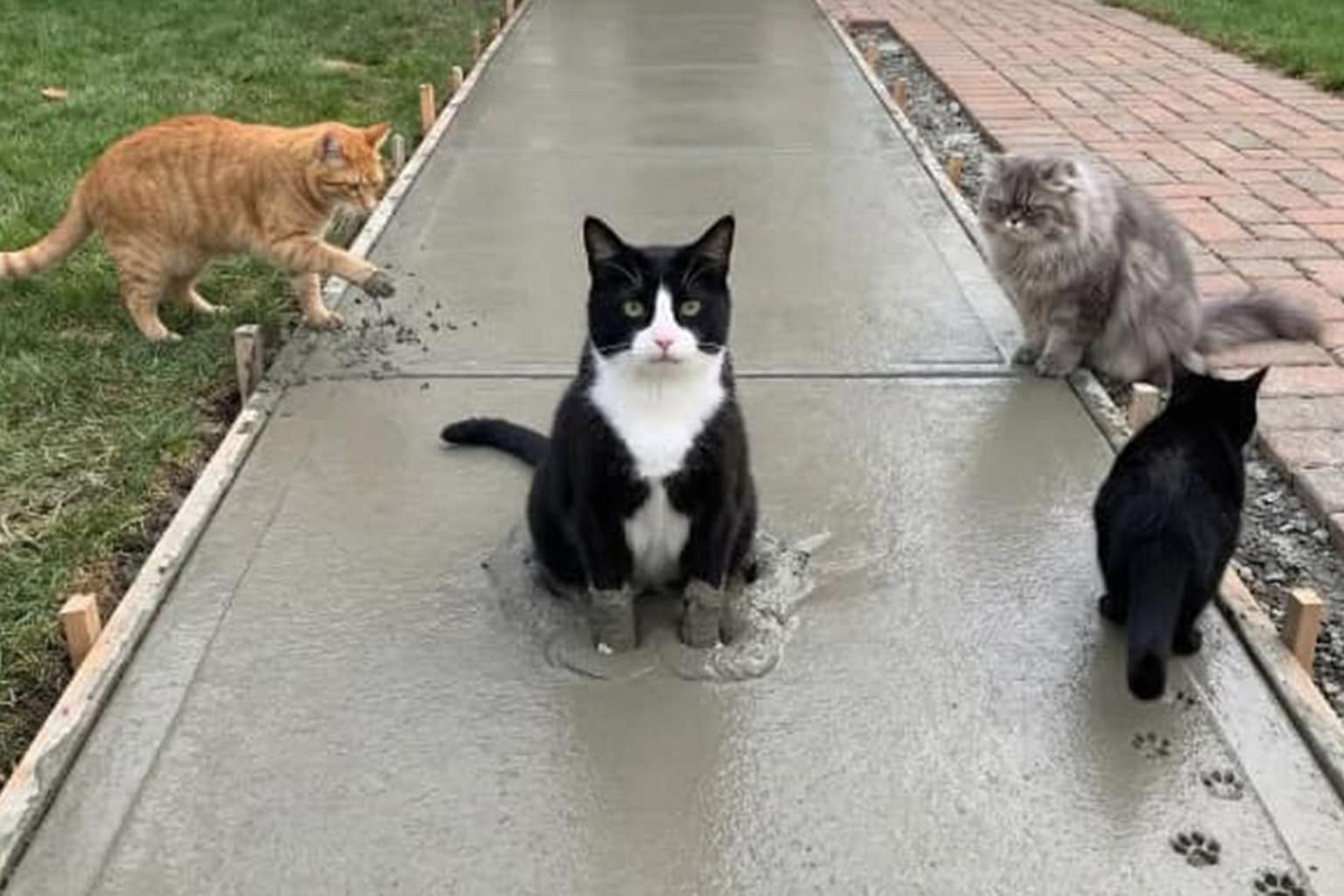 bad idea meme compilation featuring a high-stakes "drink choice" game between blue Windex and Mountain Dew, a baboon about to hit a sleeping lion with a stick, and an SUV being swallowed by ocean waves.