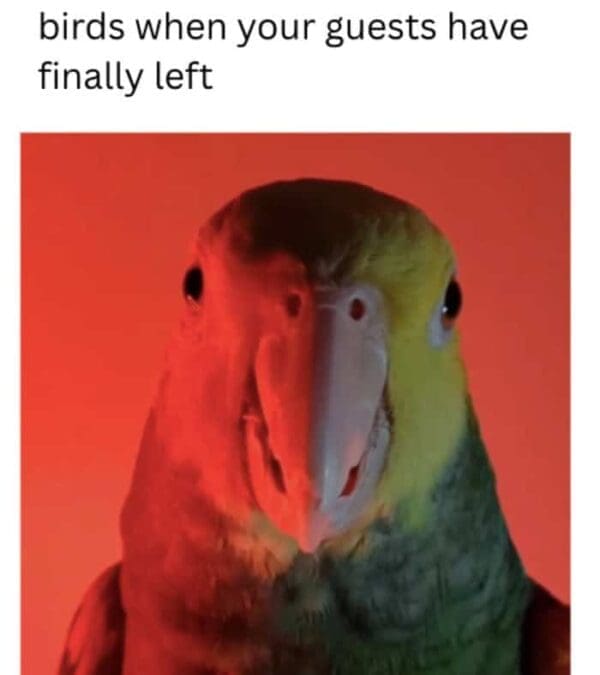 Bird Rapper Memes 30 Bird Memes For People Who Know Birds Aren't Real