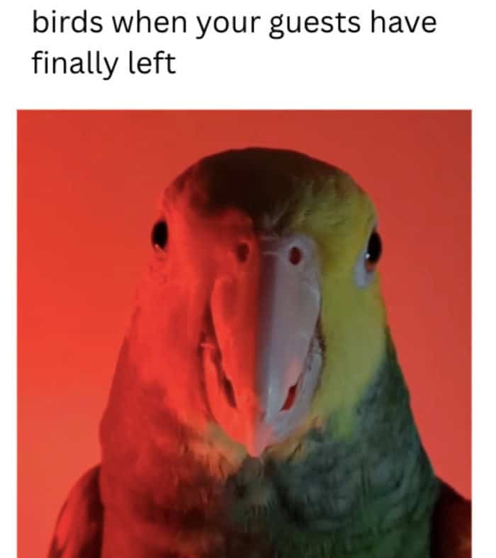 Close up of a parrot's face under red lighting representing a bird's reaction after guests finally leave.