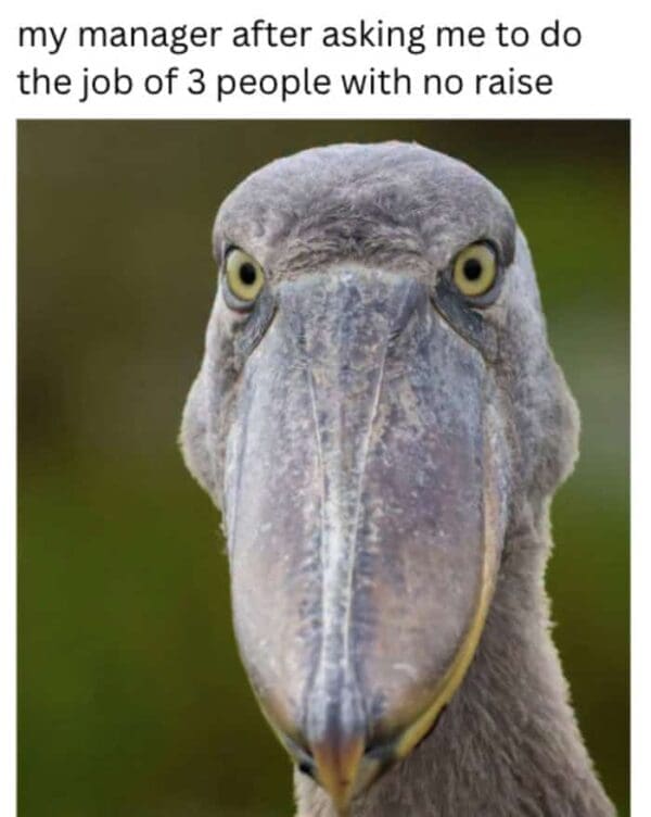 Bird Rapper Memes 30 Bird Memes For People Who Know Birds Aren't Real