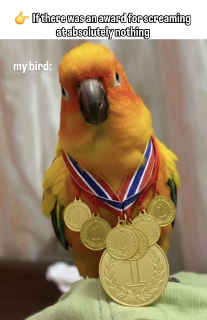 An orange and yellow bird wearing five gold medals for its expertise in screaming at absolutely nothing.