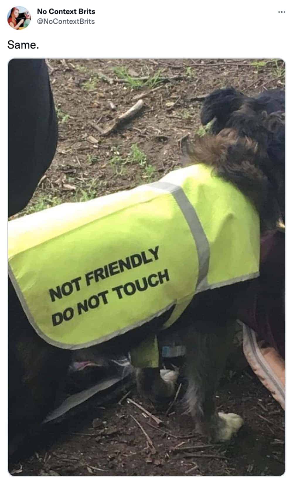 Grumpy dog wearing yellow hi-vis vest reading not friendly do not touch