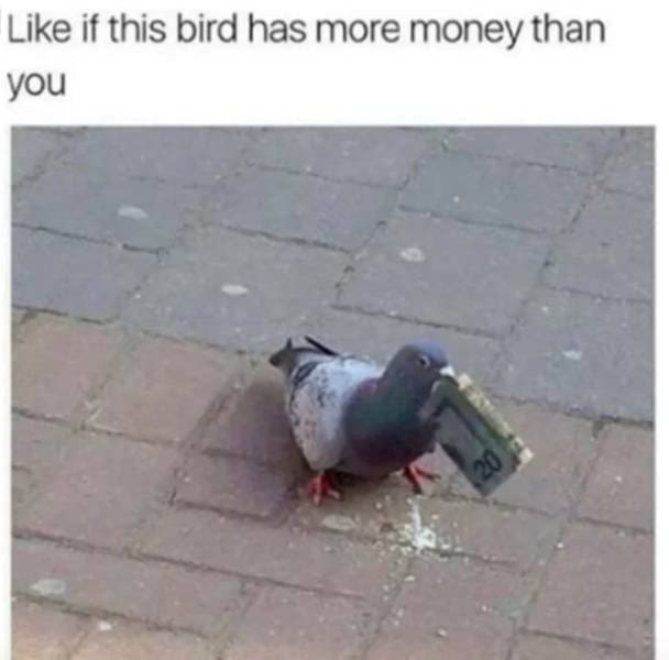 A self-deprecating broke meme showing a random street pigeon casually holding a twenty-dollar bill in its beak, challenging users to like the post if the bird is richer than them in this hilarious money meme.