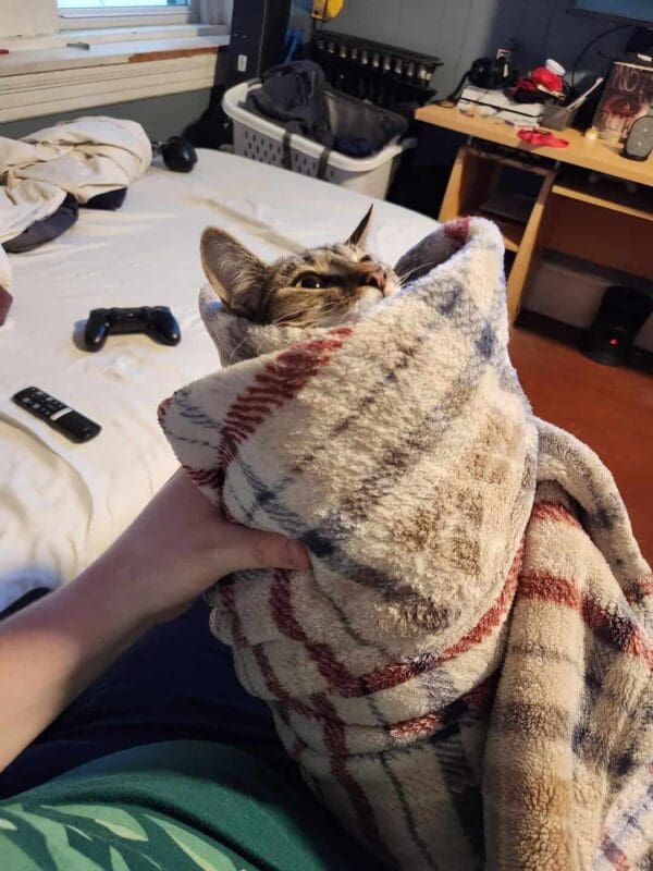 A tabby cat wrapped tightly in a plaid blanket, held vertically like an adorable little baby in this classic cat burrito, making for one of the most wholesome funny cat pics.